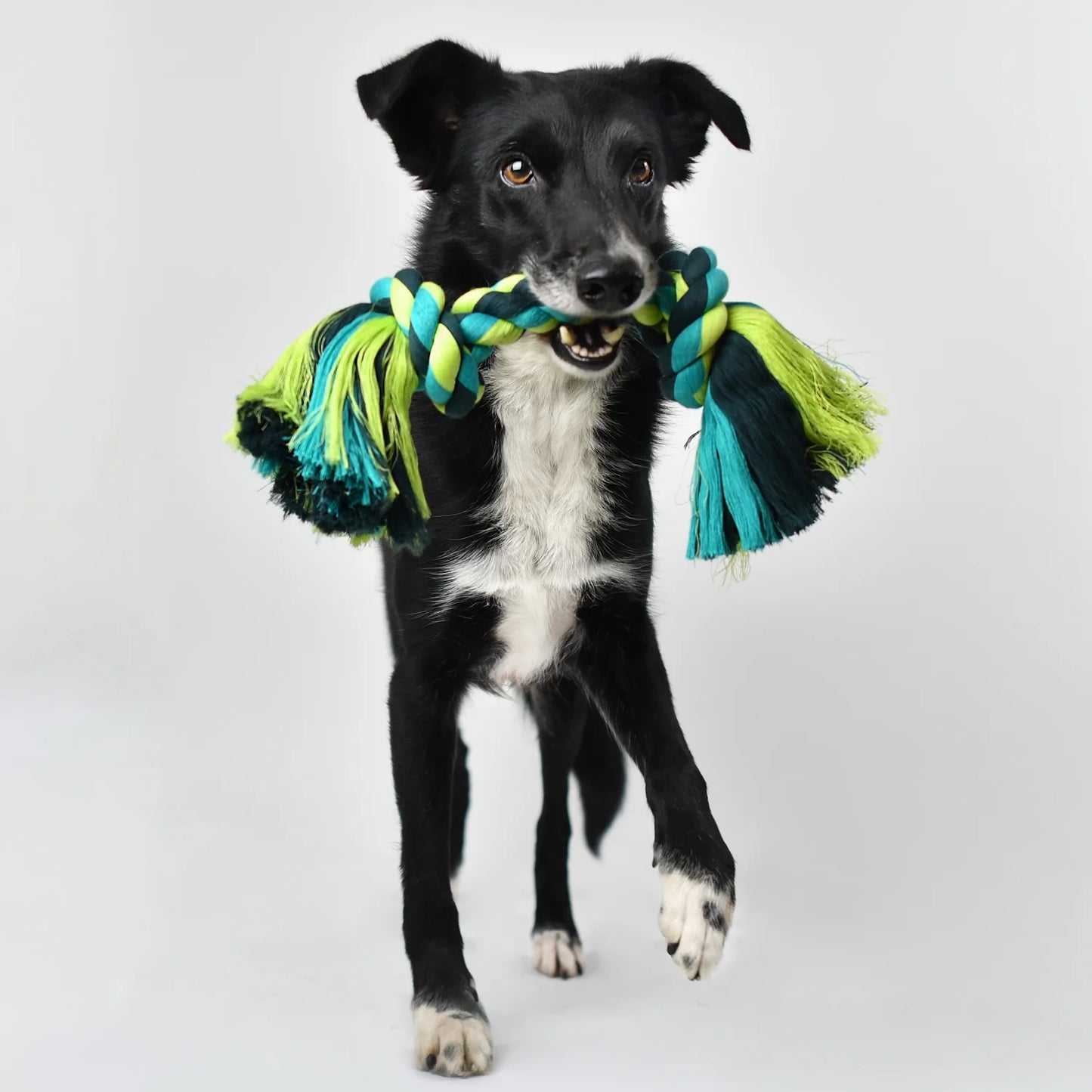 Flossy Chews Cottonblend Bone Rope Dog Toy, Colossal, 19", Assorted Colors