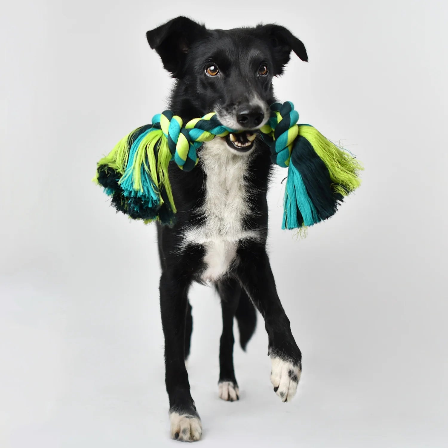 Flossy Chews Cottonblend Bone Rope Dog Toy, Colossal, 19", Assorted Colors