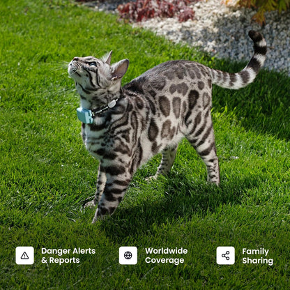 GPS Cat Mini Tracker - Real-Time Tracking, Health Monitoring, Virtual Fences for Cats 6.5+ lbs, 5-Day Battery, Waterproof (Purple)